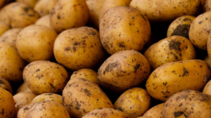 В Подмосковье мужчина украл и продал 37 тонн картофеля