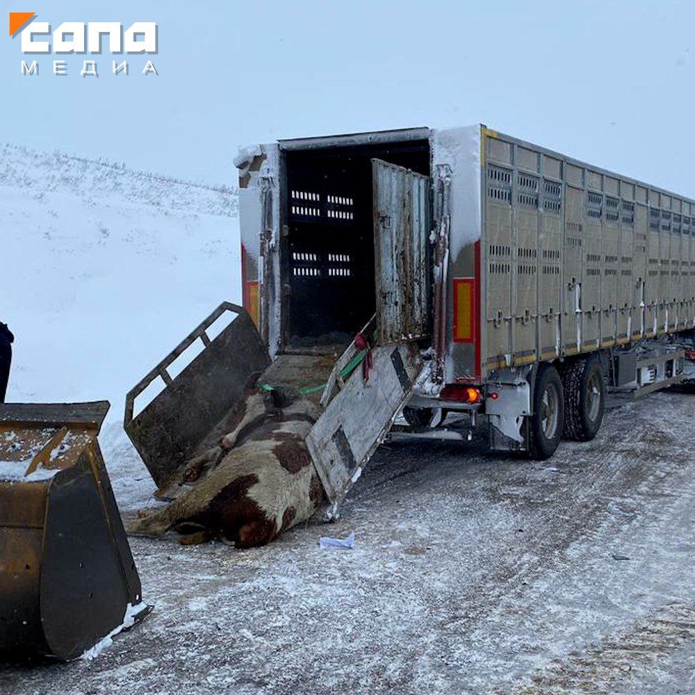 35 коров погибли в аварии с фурой в Красноярском крае | Сапа