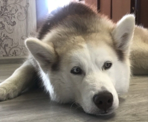 В Нижневартовске хозяйка погибшей собаки жалуется на догхантеров