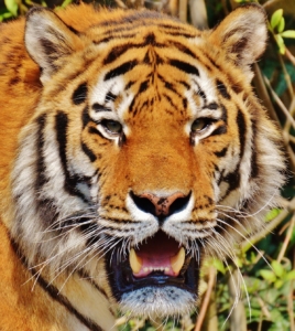 В Приморском крае возбуждено уголовное дело за попытку продажи шкуры амурского тигра
