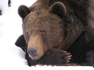 В Приморье ищут медведя-шатуна