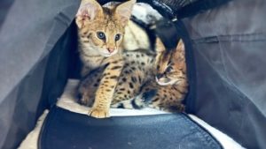 Таможня предотвратила вывоз из России двух котят редкой африканской кошки