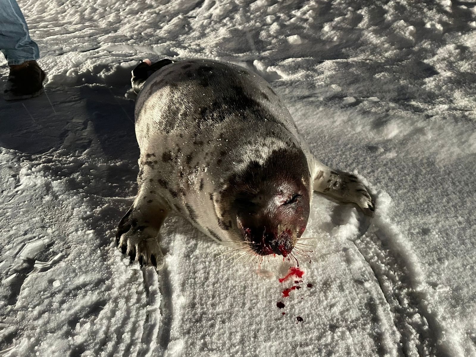 В Мурманской области на дороге обнаружили раненого тюленя