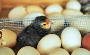 В России снизились цены на яйца и мясо кур