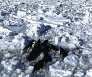 Более 15 косаток попали в ледовую западню у японского острова Хоккайдо