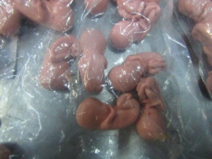 Таможенники Ивангорода нашли партию из 200 моделей человеческого эмбриона