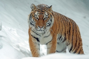 За три дня в Приморье отловили трех «конфликтных» тигров