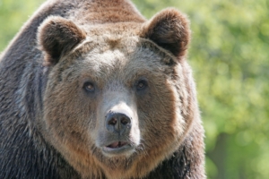 Взорвавших медведя вахтовиков приговорили к условным срокам