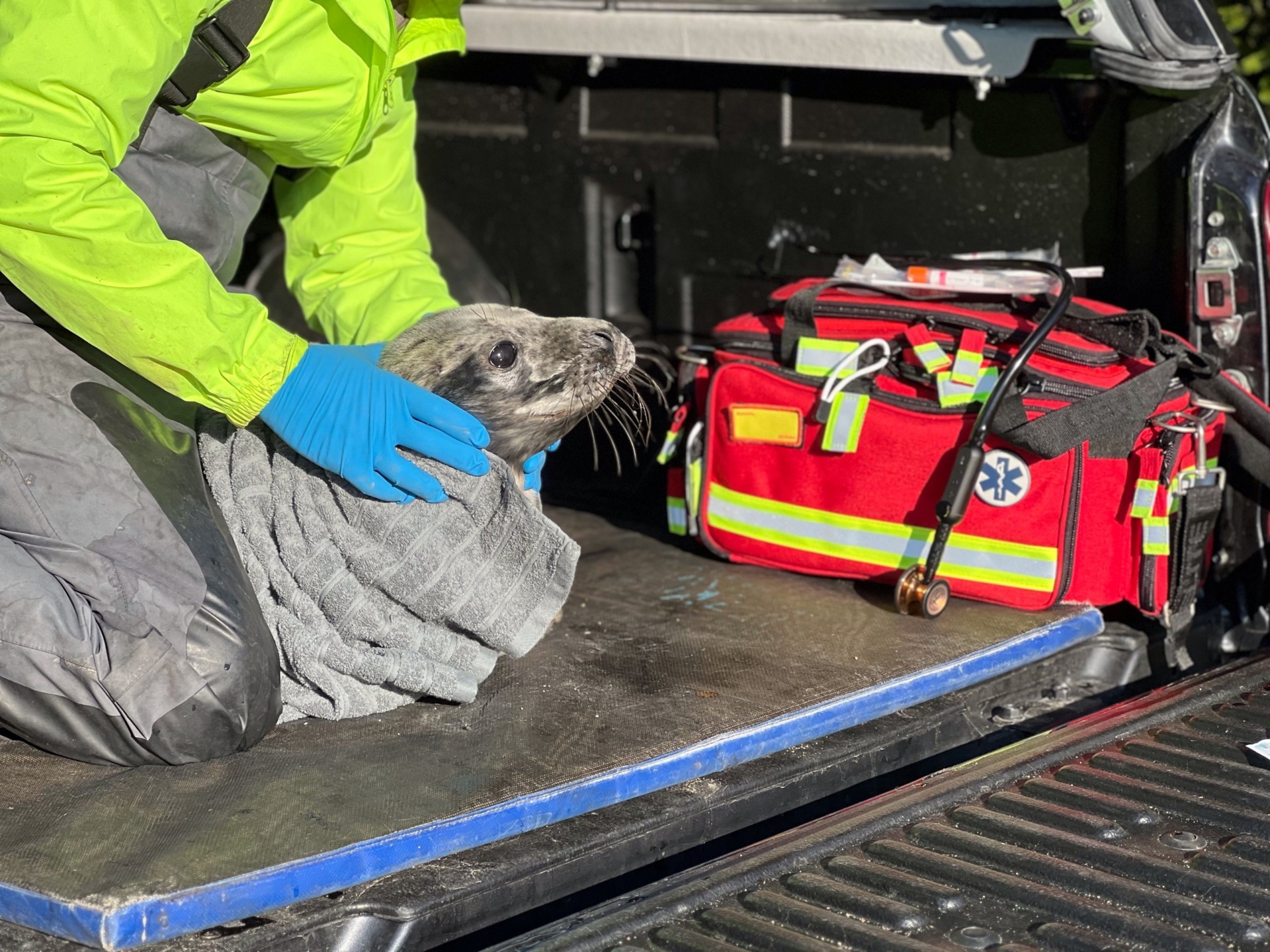 В Ленинградской области спасли истощенного тюлененка