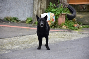 В Ростовской области нашли собачье захоронение рядом с центром содержания животных