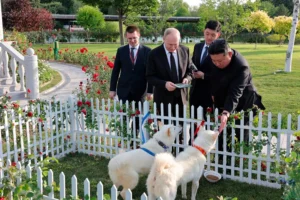 Песков рассказал о судьбе подаренных Путину в Северной Корее собак