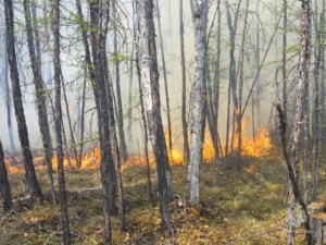 В Якутии с 11 июня ввели режим ЧС из-за лесных пожаров