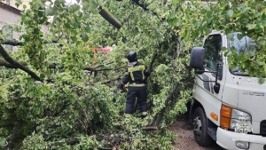 В Петербурге женщина погибли из-за падения дерева во время урагана