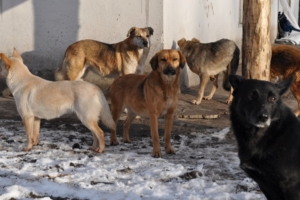 В Тульской области собаки загрызли женщину